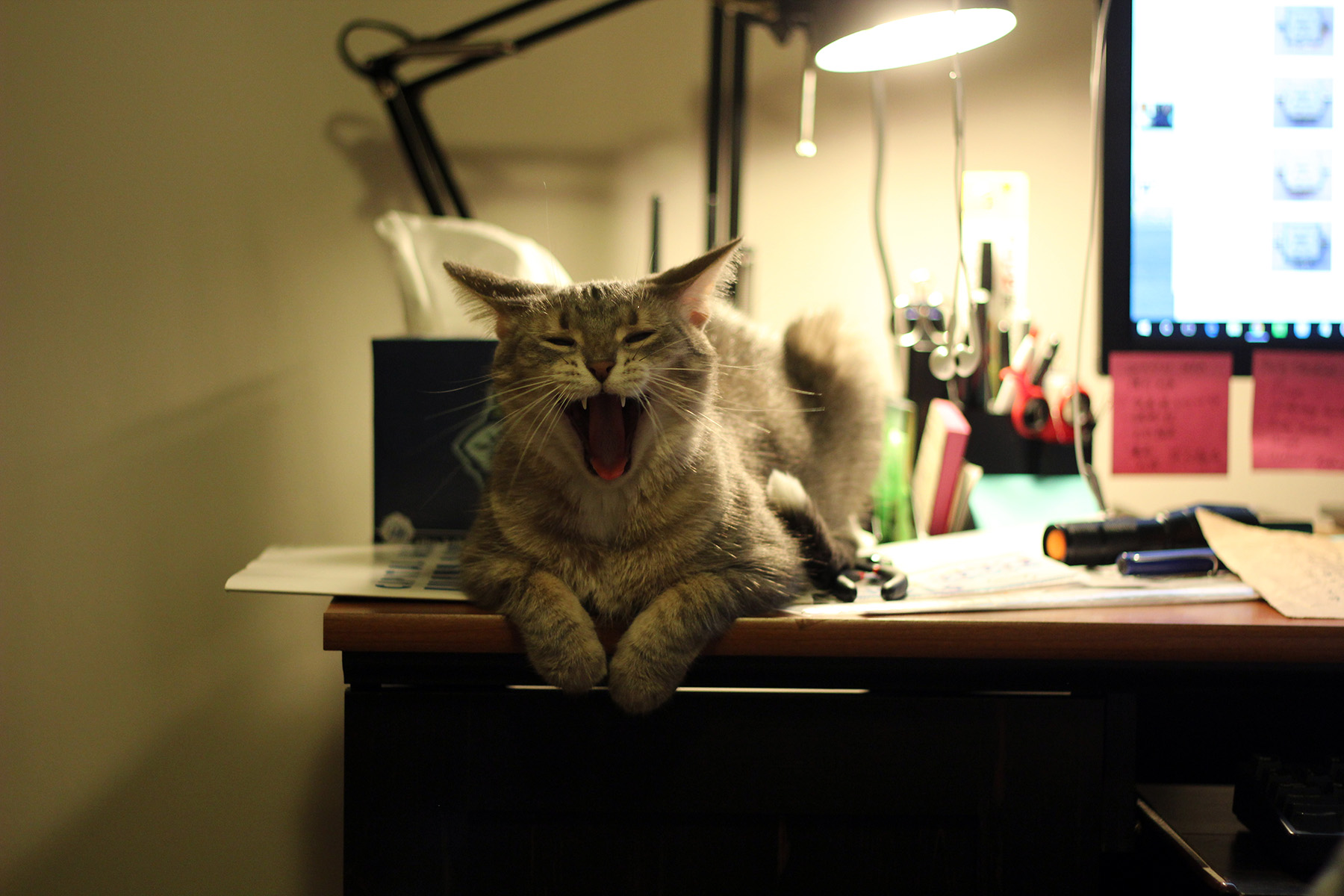 Huita yawning