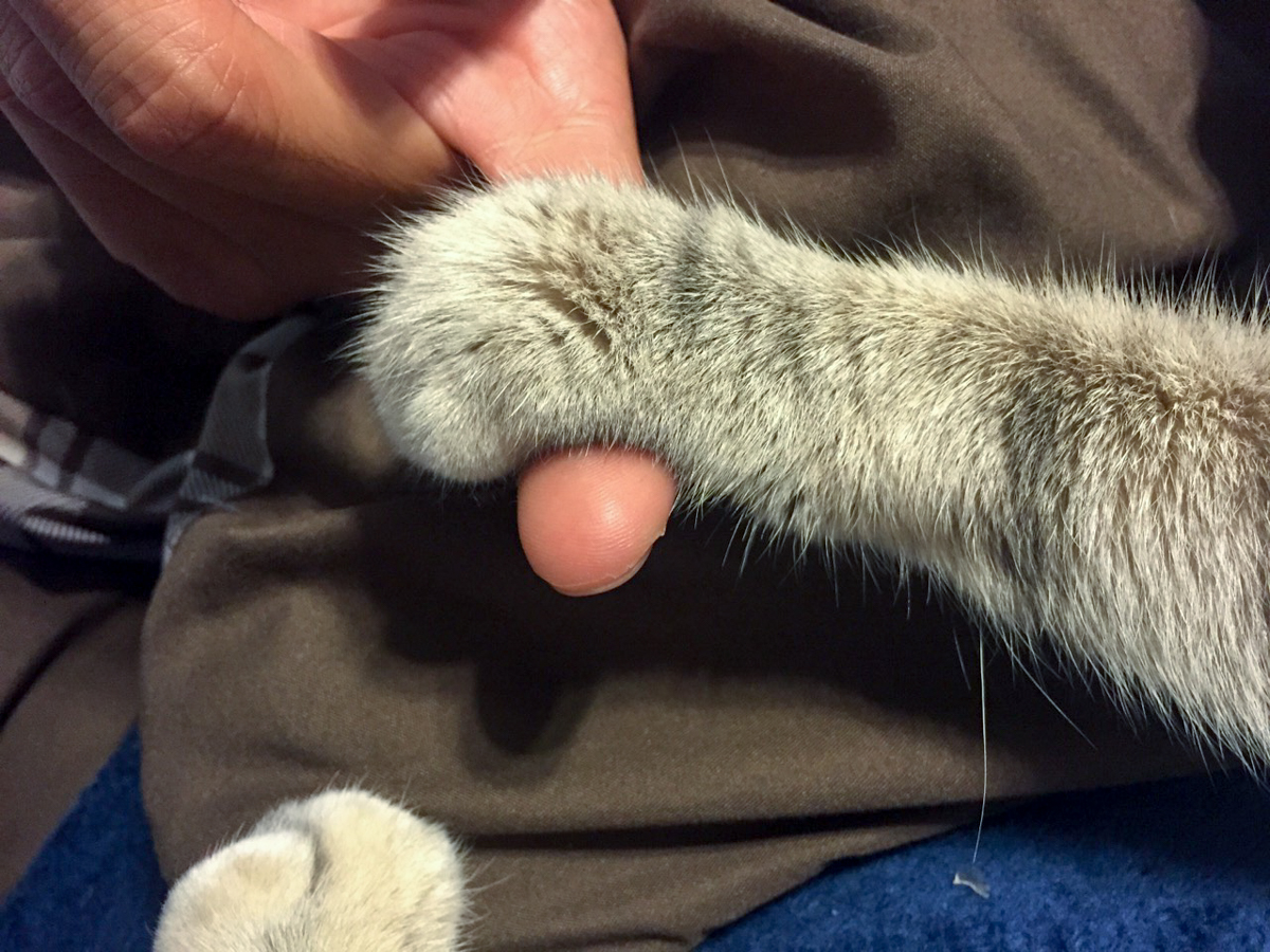 Paw and finger