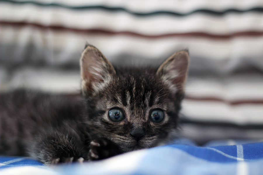 Kitten on Bed